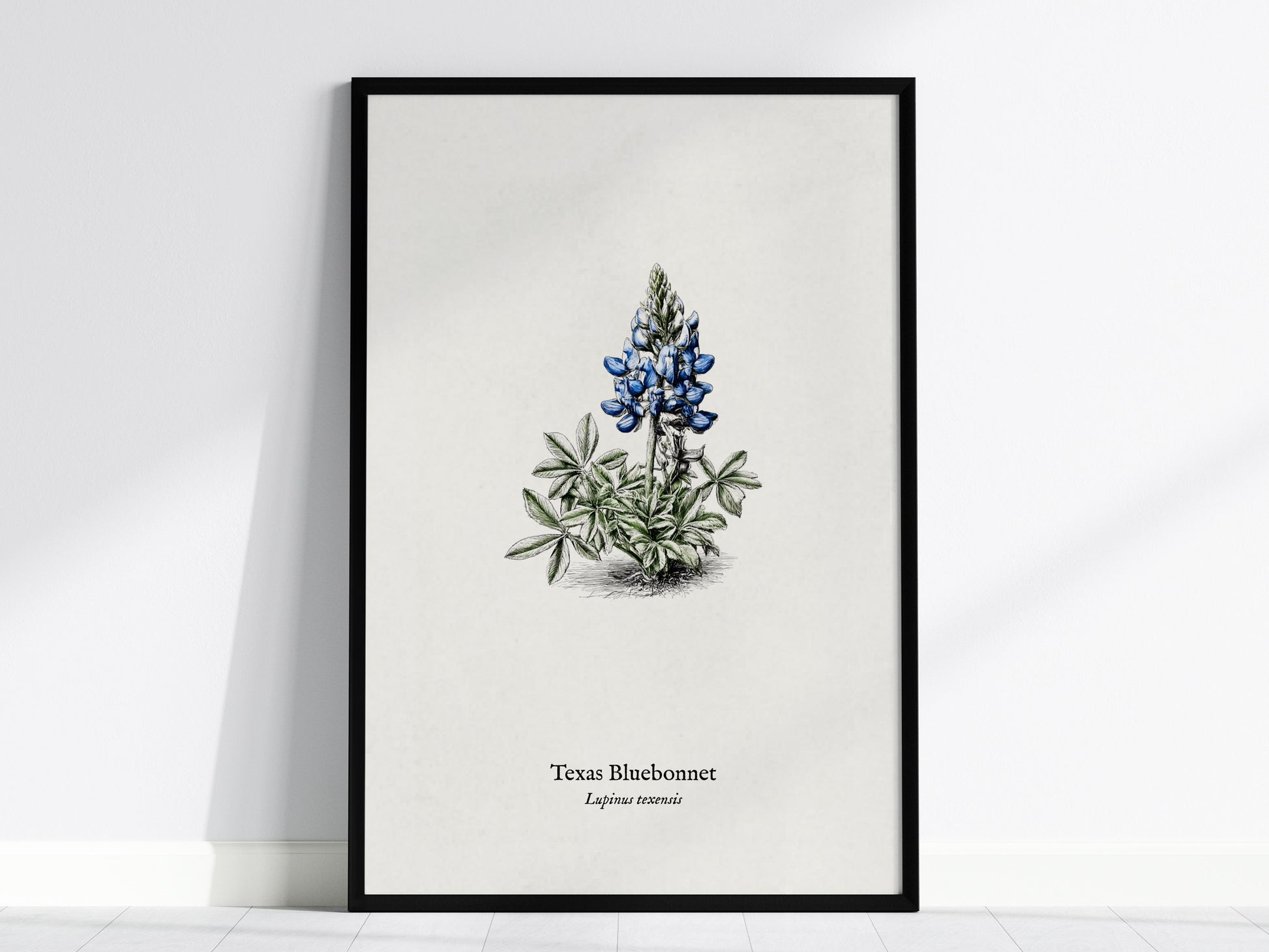 Texas Bluebonnet Poster | Vintage Lupinus texensis Botanical Illustration Wall Art — framed wall art, 24x36 in