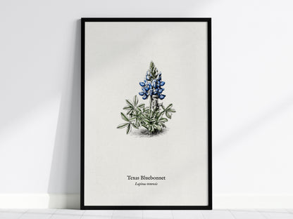 Texas Bluebonnet Poster | Vintage Lupinus texensis Botanical Illustration Wall Art — framed wall art, 24x36 in