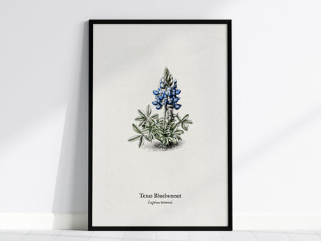 Texas Bluebonnet Poster | Vintage Lupinus texensis Botanical Illustration Wall Art — framed wall art, 24x36 in
