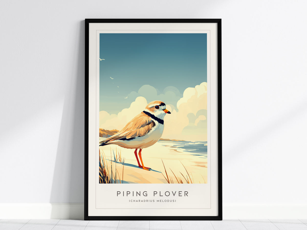 Piping Plover, Charadrius melodus Poster | Shorebird Nature Poster Wall Art — framed wall art, 24x36 in