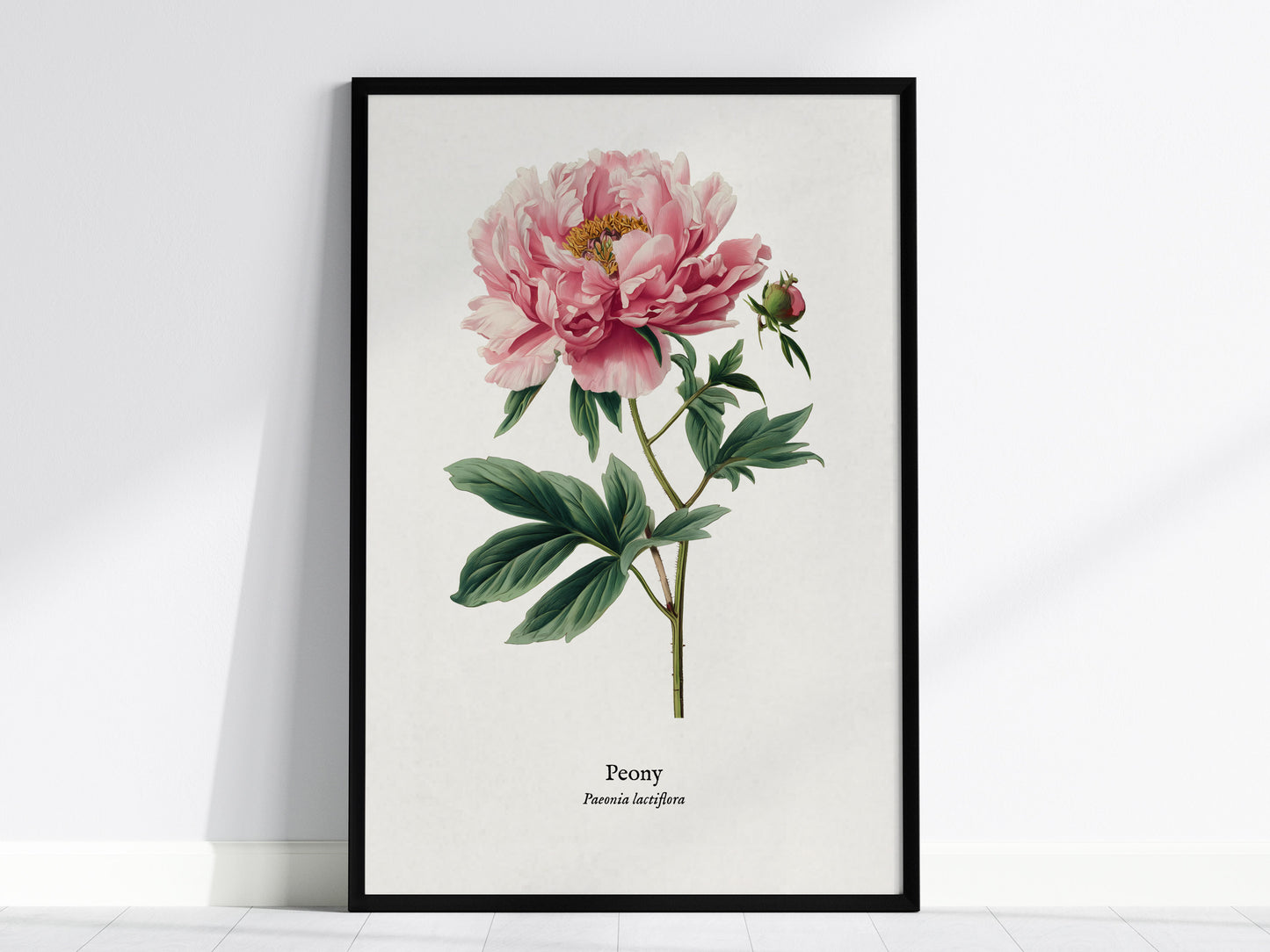 Peony Poster | Vintage Paeonia Lactiflora Botanical Illustration Wall Art — framed wall art, 24x36 in