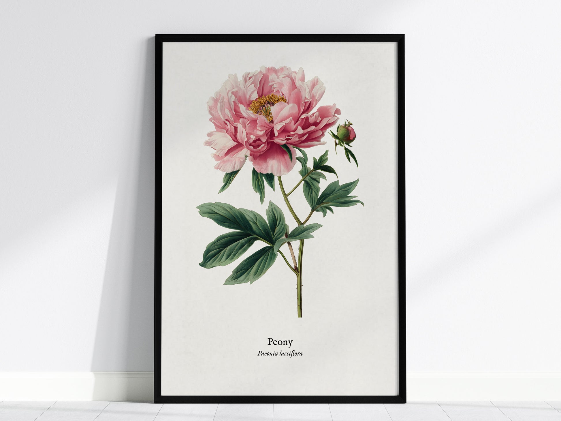 Peony Poster | Vintage Paeonia Lactiflora Botanical Illustration Wall Art — framed wall art, 24x36 in