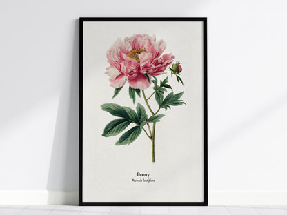 Peony Poster | Vintage Paeonia Lactiflora Botanical Illustration Wall Art — framed wall art, 24x36 in