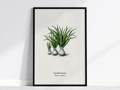 Gysahl Greens Poster | Brassica chocobonis Pen and Ink Print Vintage Botanical Illustration — framed wall art, 24x36 in