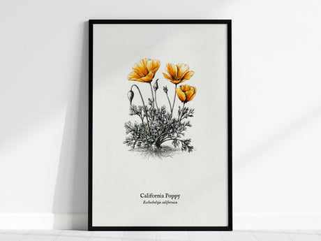 California Poppy Poster | Vintage Eschscholzia californica Botanical Illustration Wall Art — framed wall art, 24x36 in