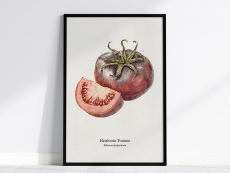 Heirloom Tomato Poster | Vintage Solanum Lycopersicum Botanical Illustration Wall Art — framed wall art, 24x36 in