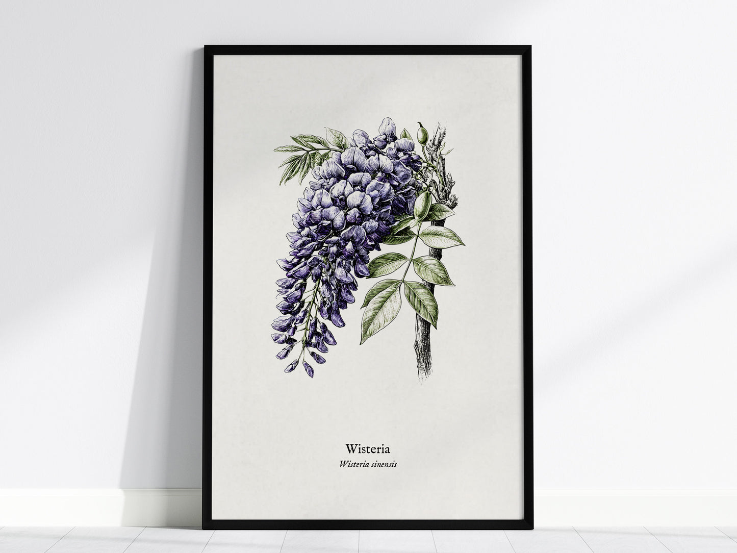 Wisteria Poster | Vintage Wisteria sinensis Botanical Illustration Wall Art — framed wall art, 24x36 in