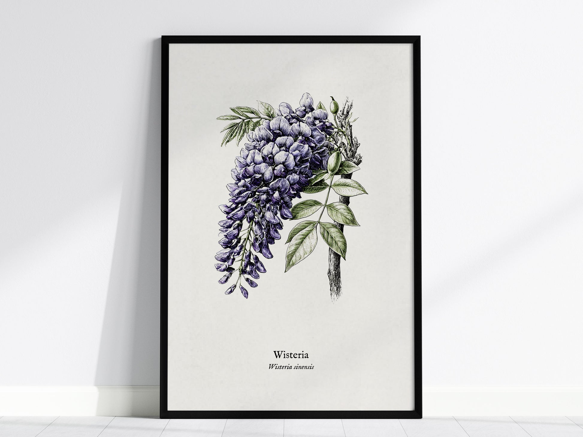 Wisteria Poster | Vintage Wisteria sinensis Botanical Illustration Wall Art — framed wall art, 24x36 in