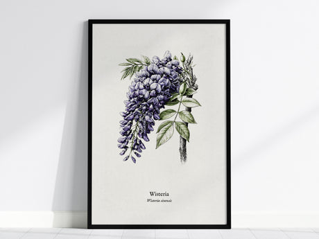 Wisteria Poster | Vintage Wisteria sinensis Botanical Illustration Wall Art — framed wall art, 24x36 in