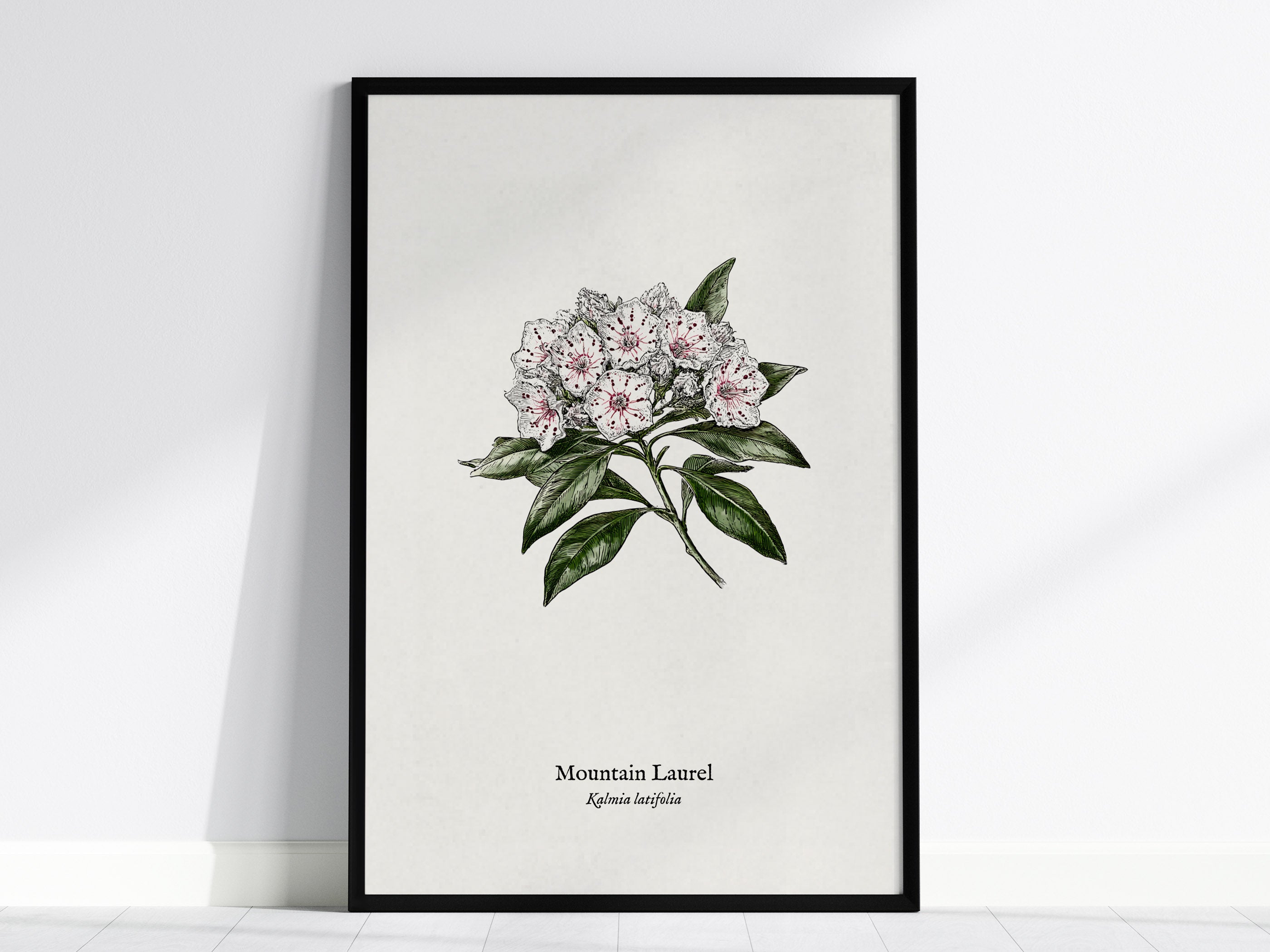 Mountain Laurel Poster | Kalmia latifolia Pen and Ink Print