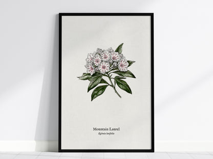 Mountain Laurel Poster | Kalmia latifolia Pen and Ink Print Vintage Botanical Illustration — framed wall art, 24x36 in