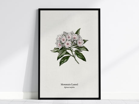 Mountain Laurel Poster | Kalmia latifolia Pen and Ink Print Vintage Botanical Illustration — framed wall art, 24x36 in