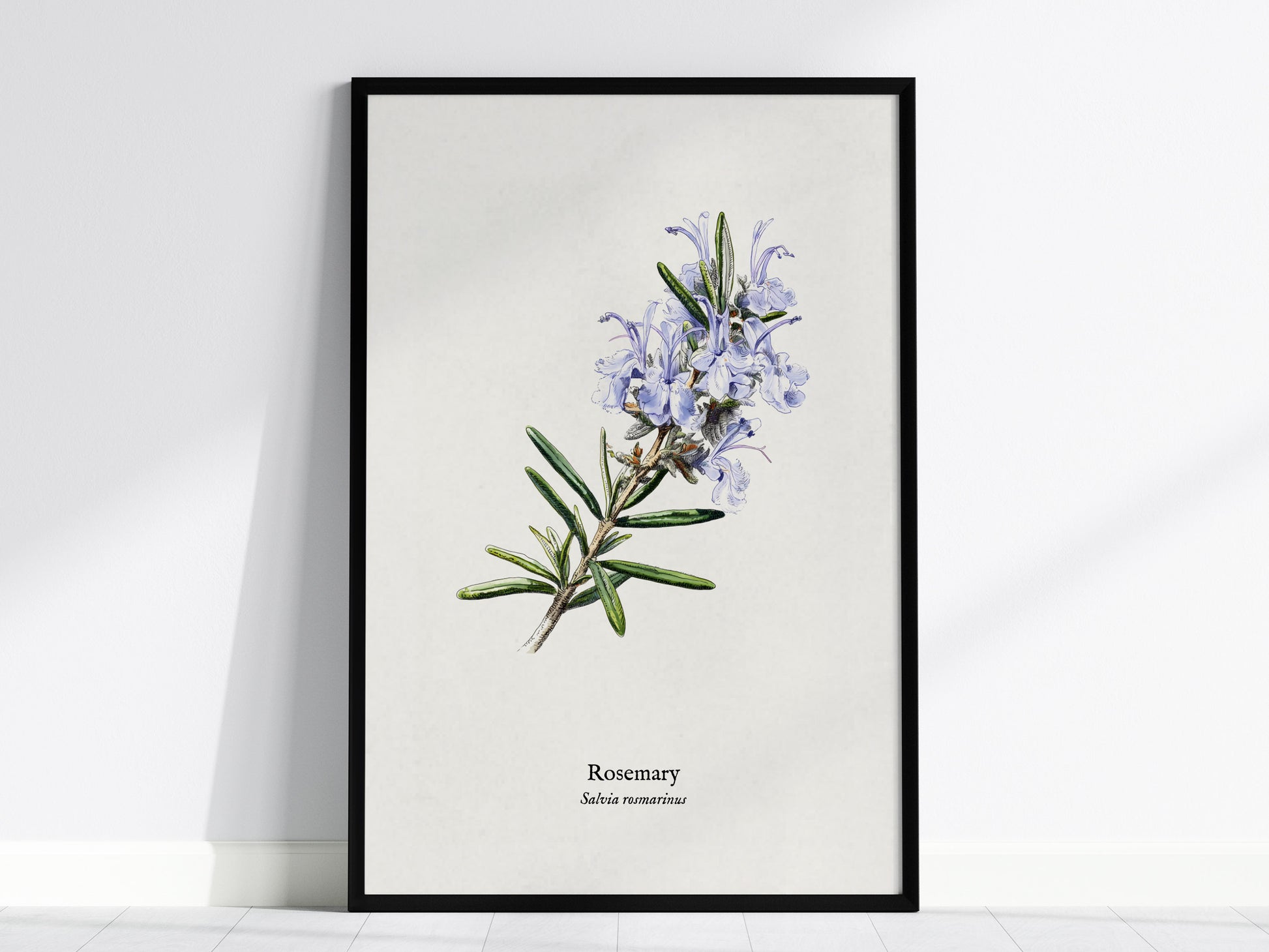 Rosemary Poster | Vintage Salvia Rosmarinus Botanical Illustration Wall Art — framed wall art, 24x36 in