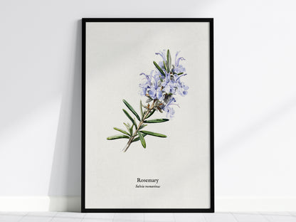 Rosemary Poster | Vintage Salvia Rosmarinus Botanical Illustration Wall Art — framed wall art, 24x36 in