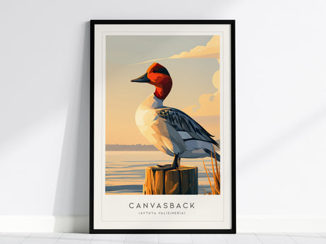 Canvasback, Aythya valisineria Poster | Diving Duck Wildlife Print Wall Art — framed wall art, 24x36 in