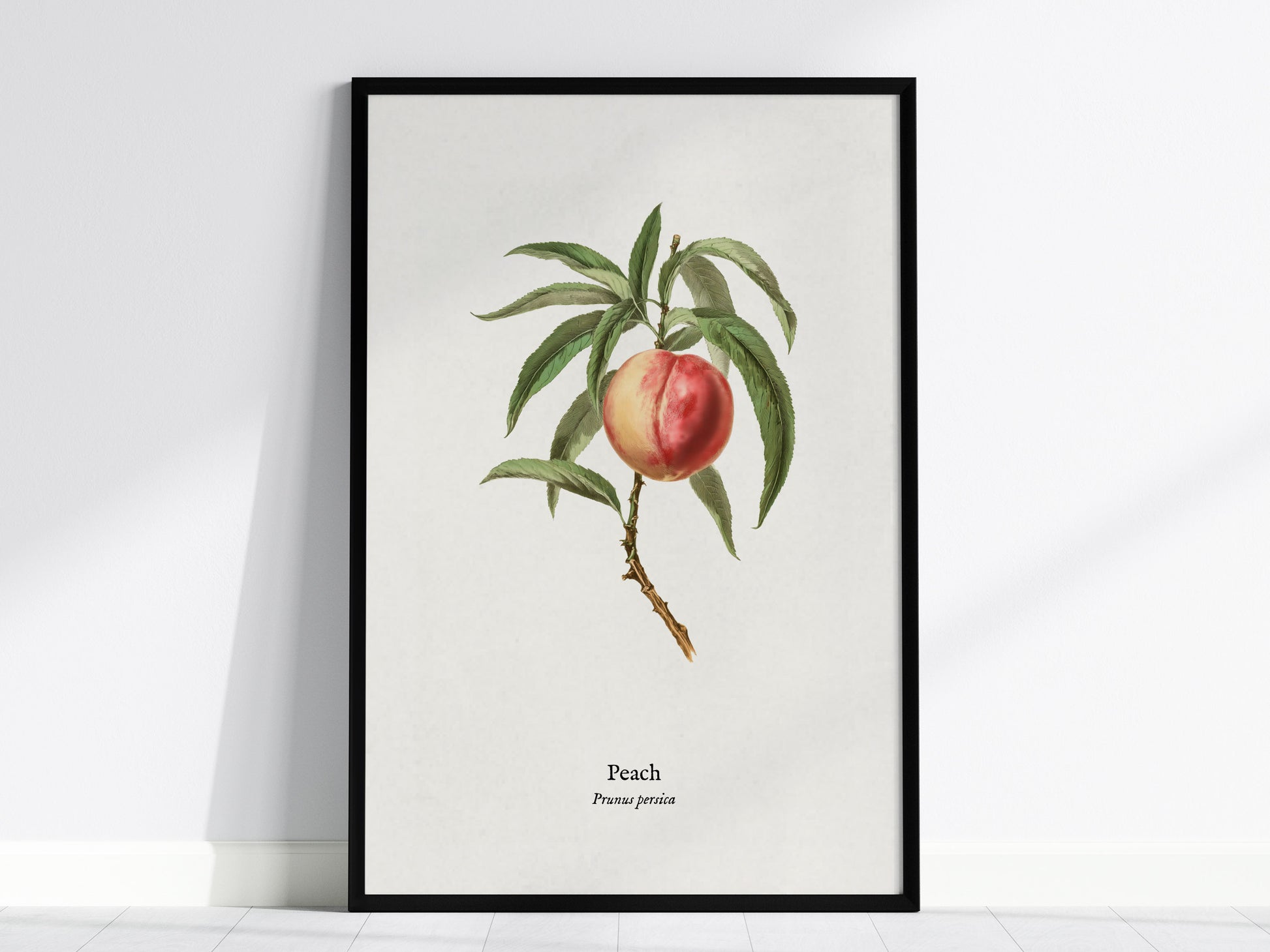 Peach Poster | Prunus persica Vintage Botanical Illustration Pen and Ink Print — framed wall art, 24x36 in