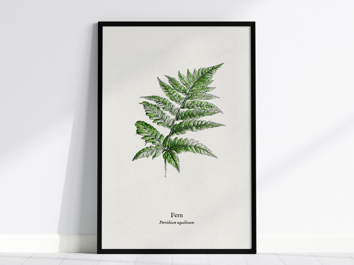 Fern Poster | Pteridium aquilinum Vintage Pen and Ink Print Scientific Illustration Wall Art — framed wall art, 24x36 in