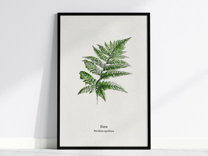 Fern Poster | Pteridium aquilinum Vintage Pen and Ink Print Scientific Illustration Wall Art — framed wall art, 24x36 in