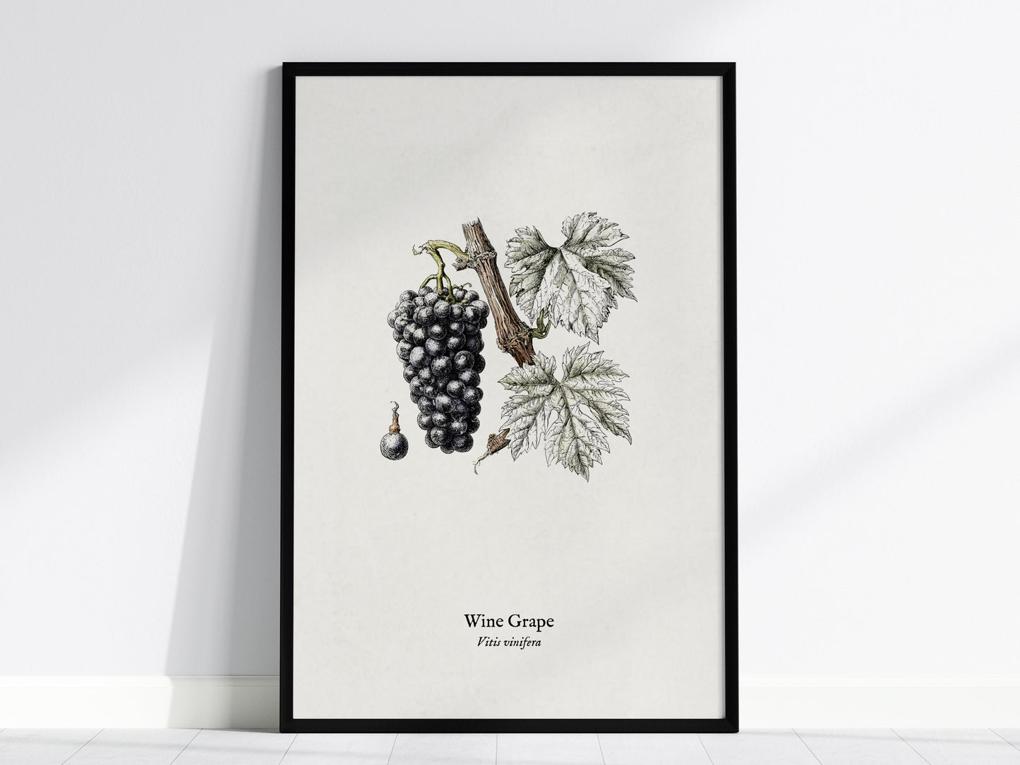 Wine Grape Poster | Vintage Vitis vinifera Botanical Illustration Wall Art — framed wall art, 24x36 in