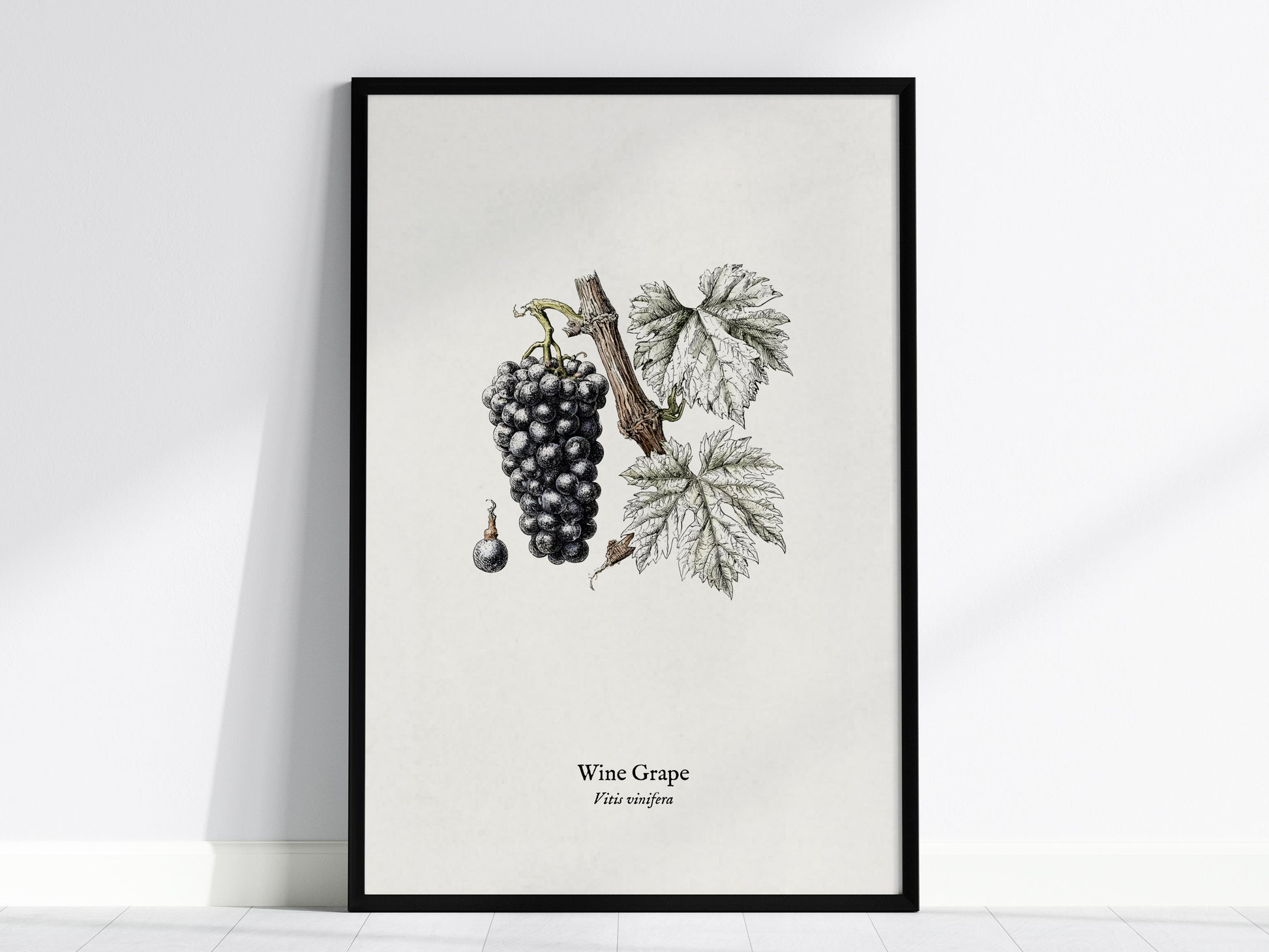 Wine Grape Poster | Vintage Vitis vinifera Botanical Illustration Wall Art — framed wall art, 24x36 in