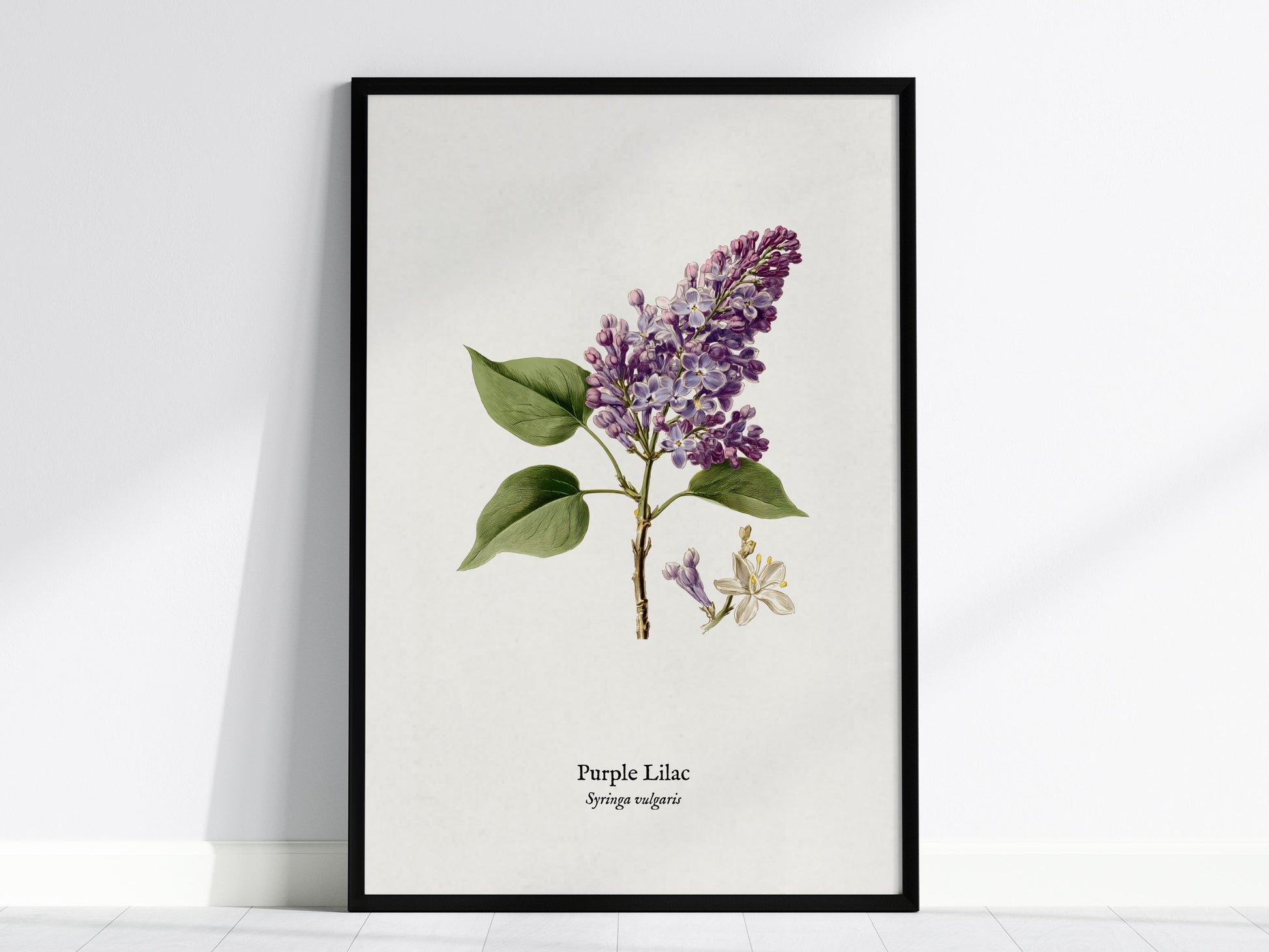 Purple Lilac Poster | Vintage Syringa vulgaris Botanical Illustration Wall Art — framed wall art, 24x36 in