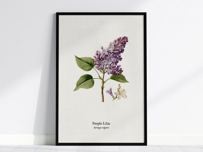 Purple Lilac Poster | Vintage Syringa vulgaris Botanical Illustration Wall Art — framed wall art, 24x36 in
