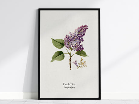 Purple Lilac Poster | Vintage Syringa vulgaris Botanical Illustration Wall Art — framed wall art, 24x36 in