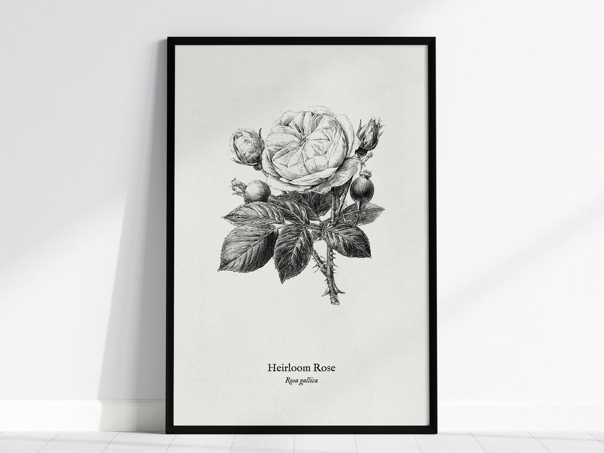 Heirloom Rose Poster | Rosa Gallica Pen and Ink Print Vintage Botanical Illustration Wall Art — framed wall art, 24x36 in