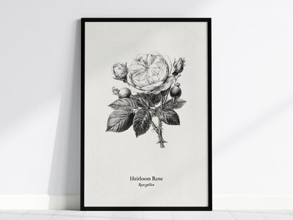 Heirloom Rose Poster | Rosa Gallica Pen and Ink Print Vintage Botanical Illustration Wall Art — framed wall art, 24x36 in