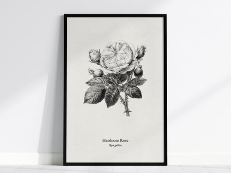 Heirloom Rose Poster | Rosa Gallica Pen and Ink Print Vintage Botanical Illustration Wall Art — framed wall art, 24x36 in