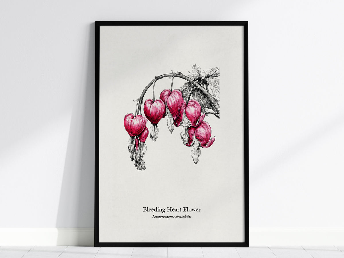 Bleeding Heart Flower Poster | Lamprocapnos spectabilis Pen and Ink Print Botanical Illustration Wall Art — framed wall art
