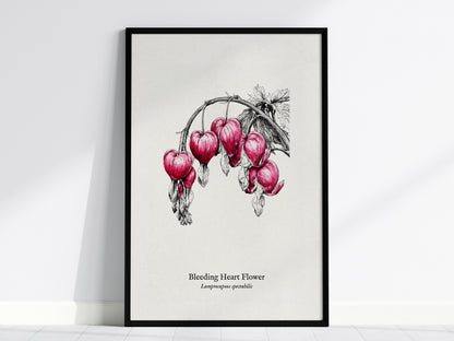 Bleeding Heart Flower Poster | Lamprocapnos spectabilis Pen and Ink Print Botanical Illustration Wall Art — framed wall art