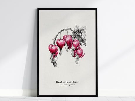 Bleeding Heart Flower Poster | Lamprocapnos spectabilis Pen and Ink Print Botanical Illustration Wall Art — framed wall art