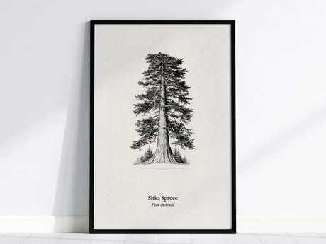 Sitka Spruce Poster | Picea sitchensis Pen and Ink Print | Vintage Botanical Illustration Wall Art — framed wall art, 24x36 i