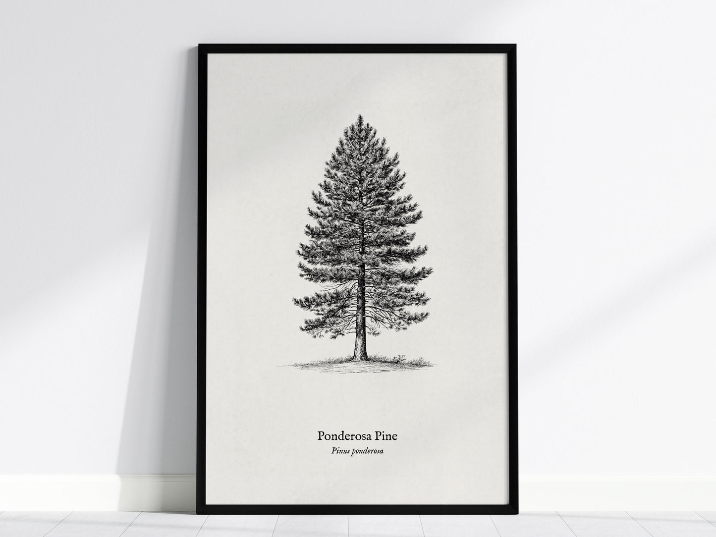 Ponderosa Pine Poster | Vintage Pinus ponderosa Botanical Illustration Wall Art — framed wall art, 24x36 in