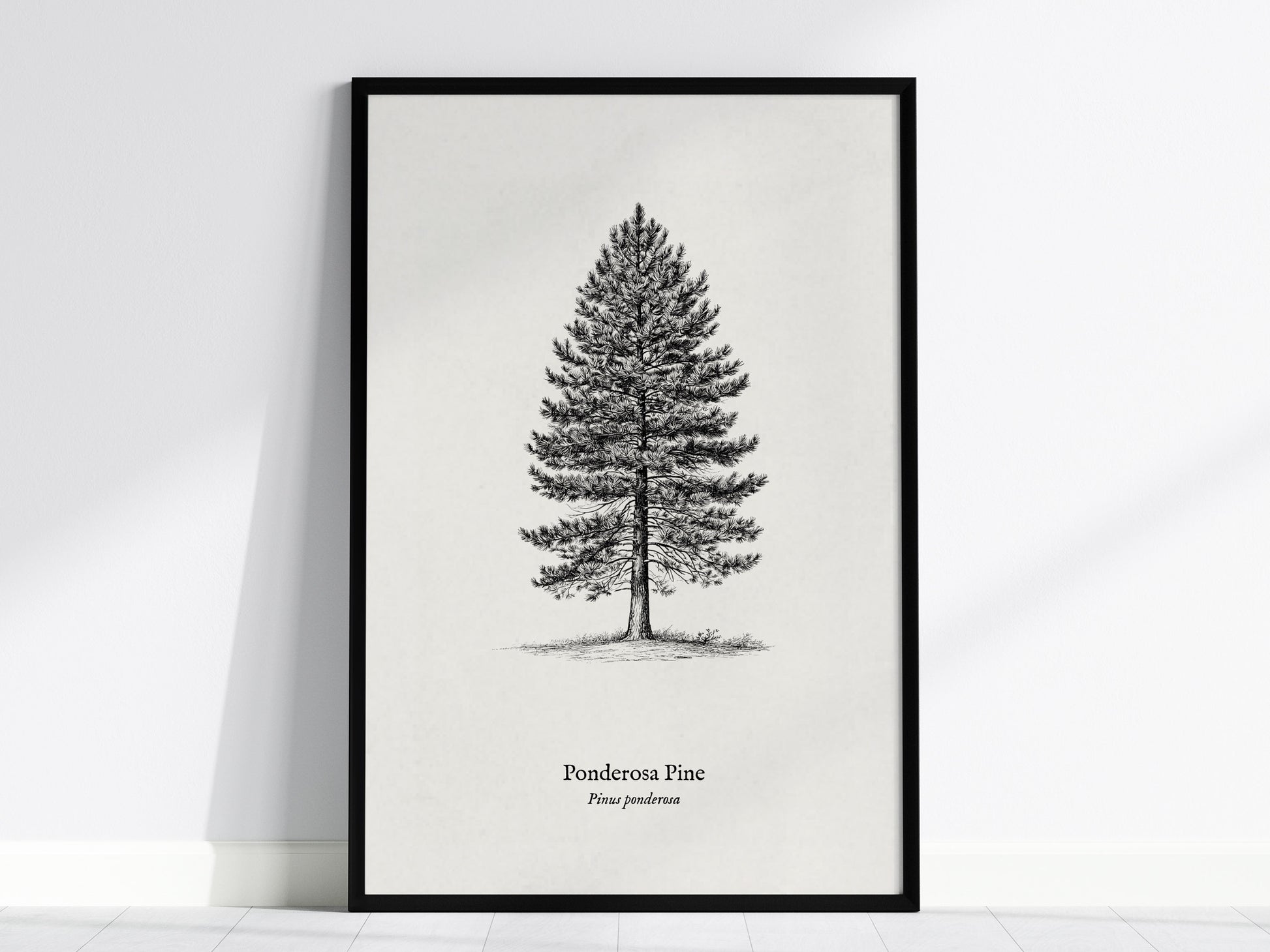 Ponderosa Pine Poster | Vintage Pinus ponderosa Botanical Illustration Wall Art — framed wall art, 24x36 in