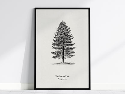 Ponderosa Pine Poster | Vintage Pinus ponderosa Botanical Illustration Wall Art — framed wall art, 24x36 in