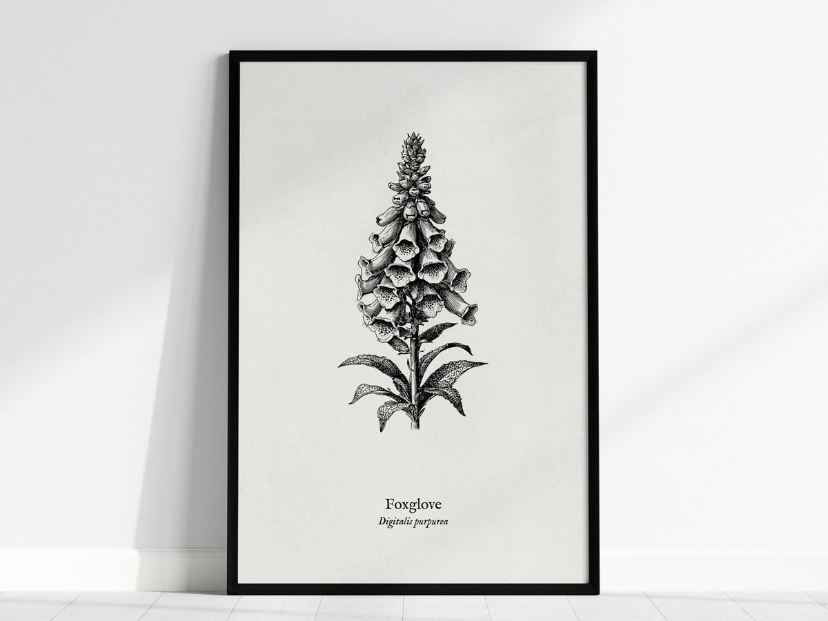 Foxglove Poster | Digitalis purpurea Pen and Ink Print | Vintage Botanical Illustration Wall Art — framed wall art, 24x36 in