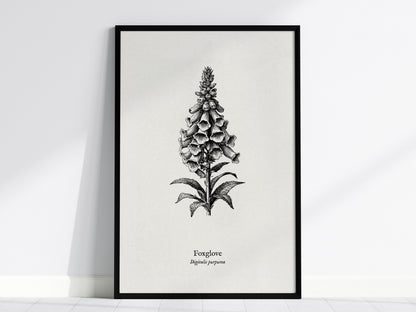 Foxglove Poster | Digitalis purpurea Pen and Ink Print | Vintage Botanical Illustration Wall Art — framed wall art, 24x36 in