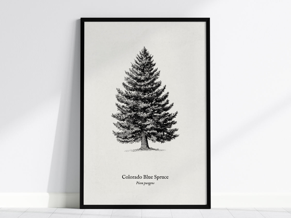 Colorado Blue Spruce Poster | Picea pungens Pen and Ink Print Vintage Botanical Illustration Wall Art — framed wall art, 24x3