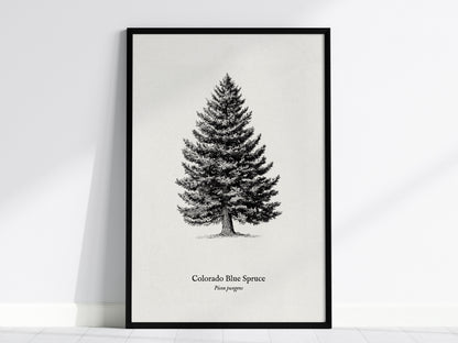 Colorado Blue Spruce Poster | Picea pungens Pen and Ink Print Vintage Botanical Illustration Wall Art — framed wall art, 24x3