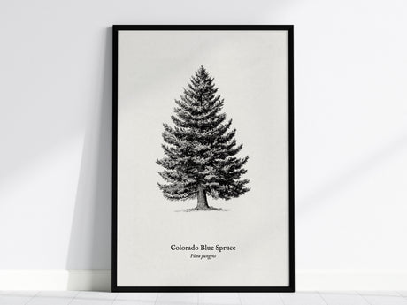 Colorado Blue Spruce Poster | Picea pungens Pen and Ink Print Vintage Botanical Illustration Wall Art — framed wall art, 24x3