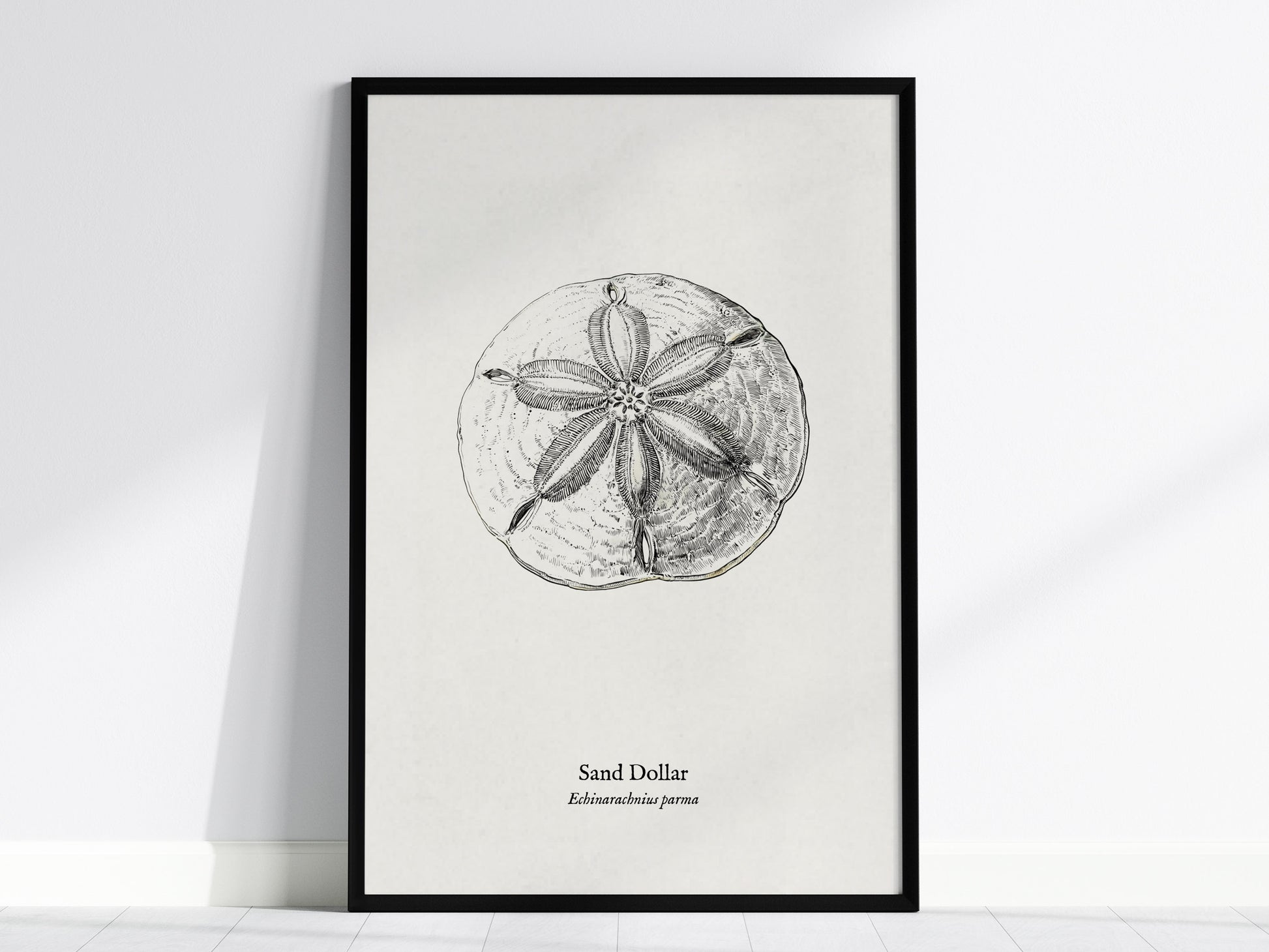 Sand Dollar Poster | Vintage Echinarachnius parma Zoological Illustration Wall Art — framed wall art, 24x36 in