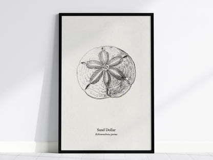 Sand Dollar Poster | Vintage Echinarachnius parma Zoological Illustration Wall Art — framed wall art, 24x36 in