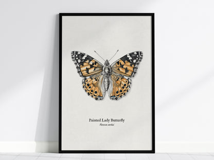 Painted Lady Butterfly Poster | Vintage Vanessa cardui Zoological Illustration Wall Art — framed wall art, 24x36 in