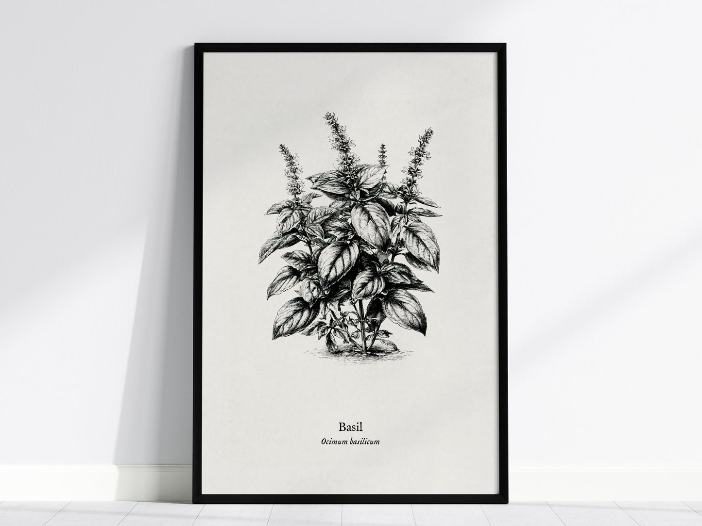 Basil Poster | Ocimum basilicum Pen and Ink Print | Vintage Botanical Illustration Wall Art — framed wall art, 24x36 in