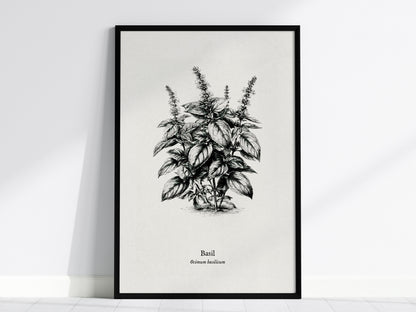 Basil Poster | Ocimum basilicum Pen and Ink Print | Vintage Botanical Illustration Wall Art — framed wall art, 24x36 in