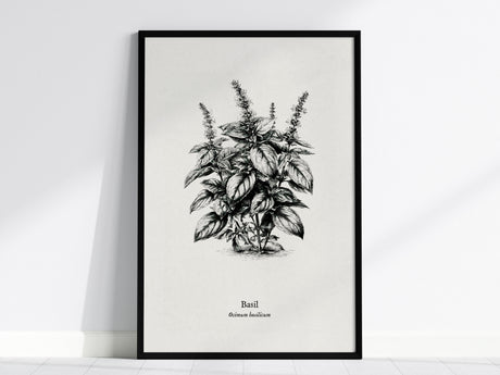 Basil Poster | Ocimum basilicum Pen and Ink Print | Vintage Botanical Illustration Wall Art — framed wall art, 24x36 in