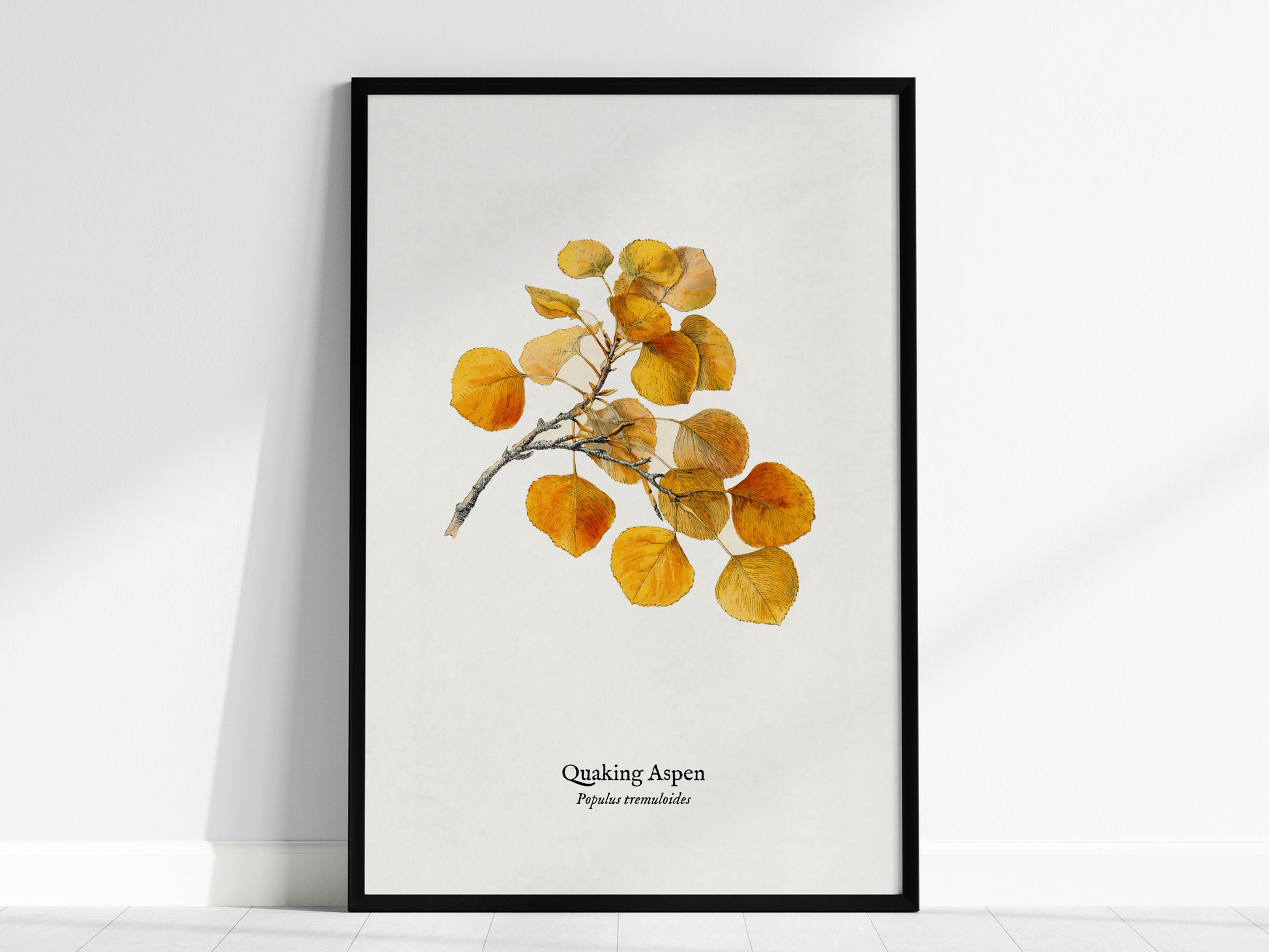 Quaking Aspen Poster | Vintage Populus tremuloides Botanical Illustration Wall Art — framed wall art, 24x36 in