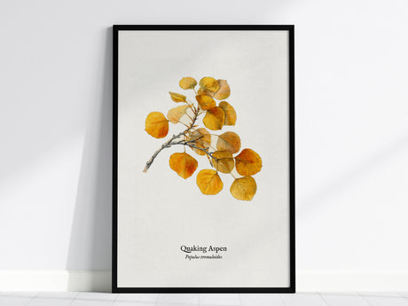 Quaking Aspen Poster | Vintage Populus tremuloides Botanical Illustration Wall Art — framed wall art, 24x36 in